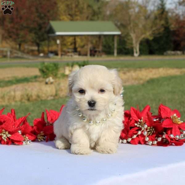 Mattise, Maltipoo Puppy